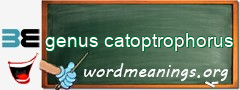 WordMeaning blackboard for genus catoptrophorus